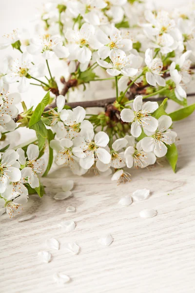 Spring flowers on white wooden background — Stock Photo, Image