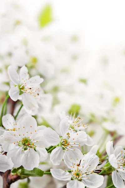 Spring flowers on light  background — Stock Photo, Image