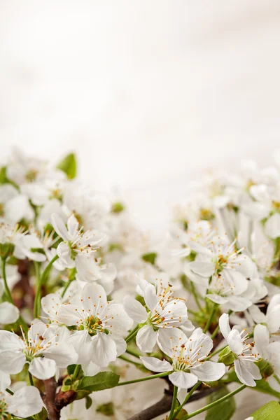 Spring flowers on white wooden background — Stock Photo, Image