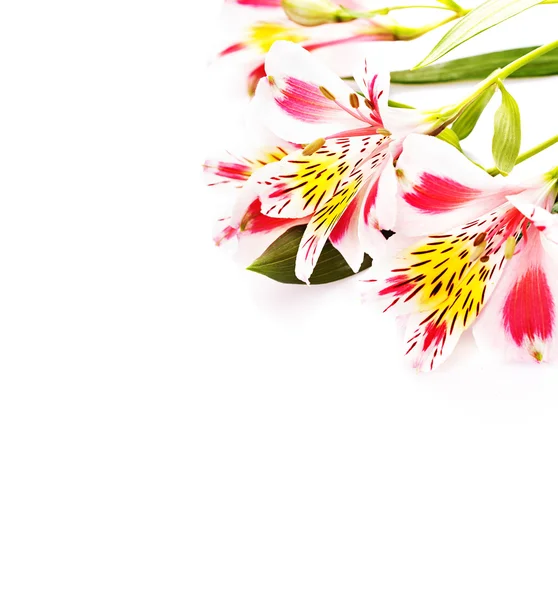 Isoliert auf weiß rosa Blüten Alstroemeria — Stockfoto