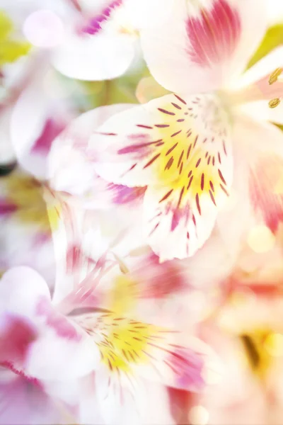 Lumière rose fond de fleurs défocalisées — Photo