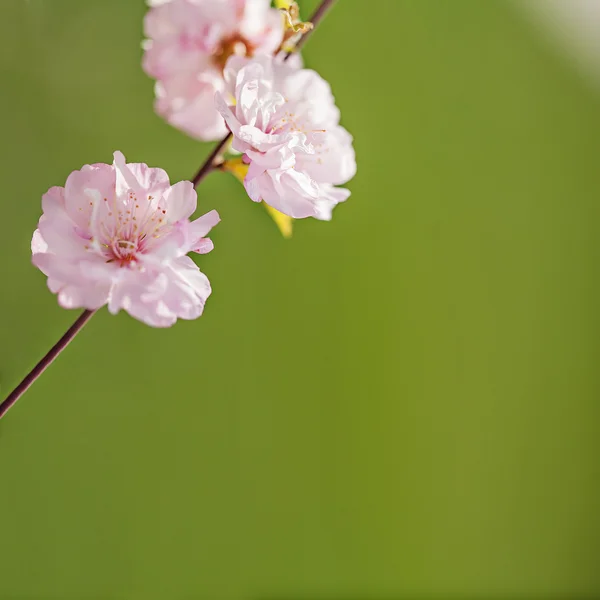 ピンクの花で日当たりの良い春の緑の背景 — ストック写真