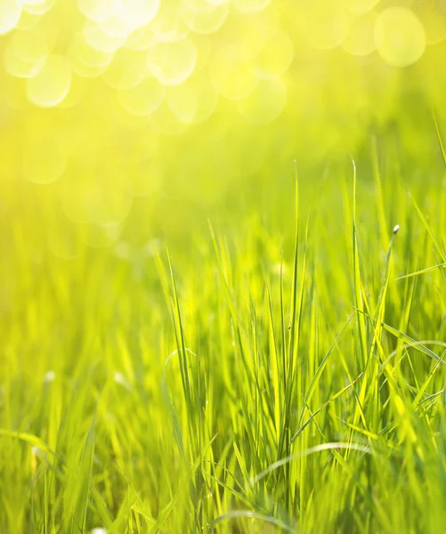 Słoneczny wiosna zielony trawa tło z bokeh — Zdjęcie stockowe