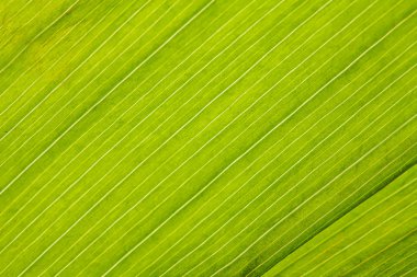 taze yaprak yeşil closeup arka plan