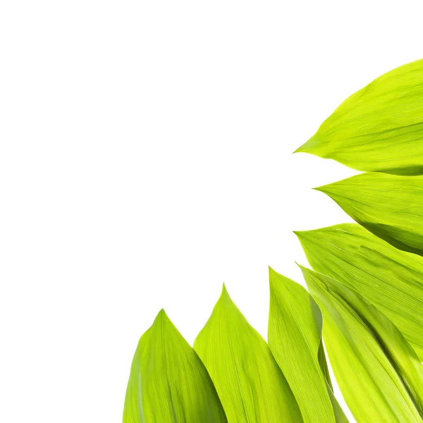 Zielony świeży liść na białym tle — Zdjęcie stockowe