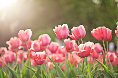 Bahar Pembe Lale çiçek çiçeklenme