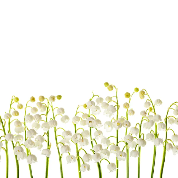 Lily of the valley  flowers isolated border background — Stock Photo, Image