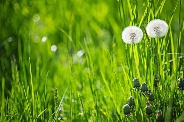 Bianco morbido dente di leone verde estate sfondo — Foto Stock