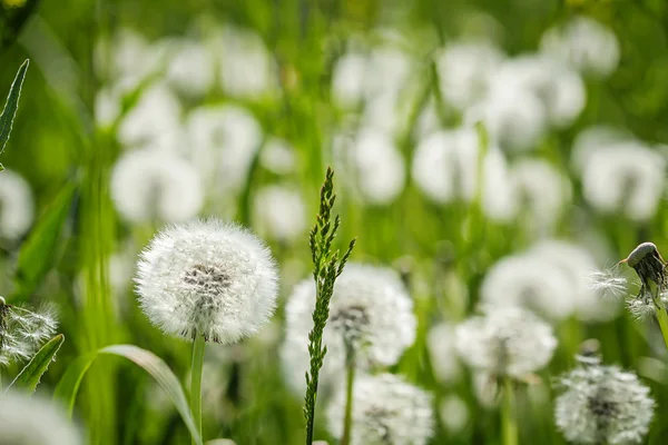 Bianco morbido dente di leone verde estate sfondo — Foto Stock