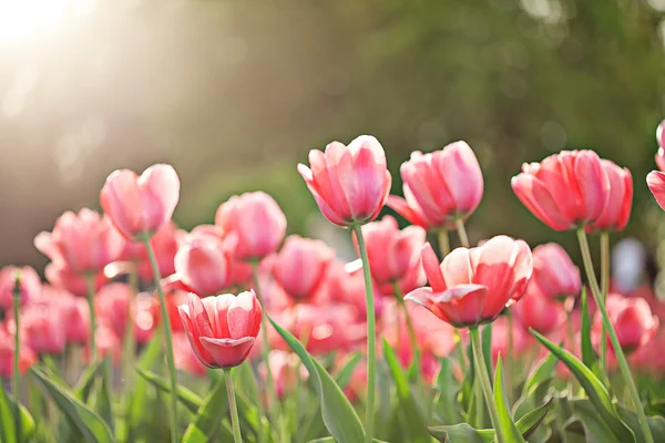 Bahar Pembe Lale çiçek çiçeklenme