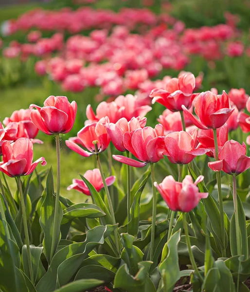盛开的粉红色郁金香的春天的花朵 — 图库照片