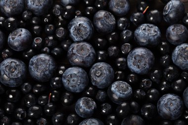 karanlık blueberry closeup berry arka plan