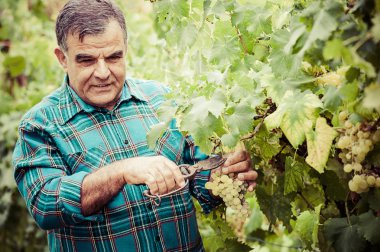 üst düzey winemaker twigs keser