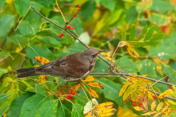 Spätherbst Sitzt Eine Vogelbeerendrossel Auf Einem Vogelbeerenzweig Der Vogel Bereitet — Stockfoto