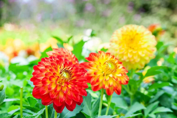 Tre Underbara Ljusa Orange Dahlia Blommor Solig Sommardag Grön Äng — Stockfoto