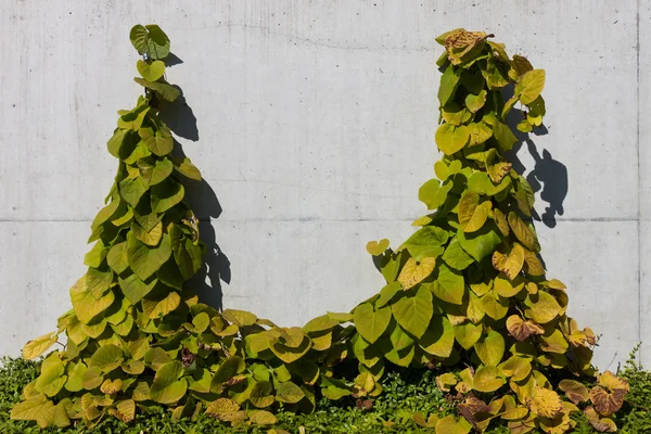 Betongvägg med murgröna — Stockfoto