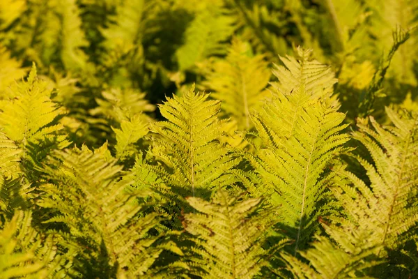 Luminose foglie verdi di felce come sfondo — Foto Stock