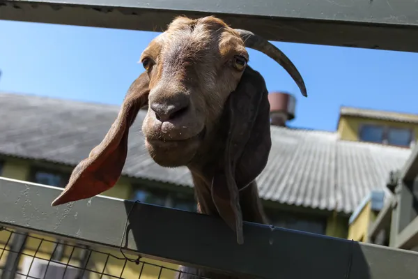 Close up of a funny goat — Stock Photo, Image