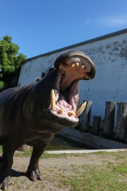 Hippopotamus showing huge jaw, teeth clipart