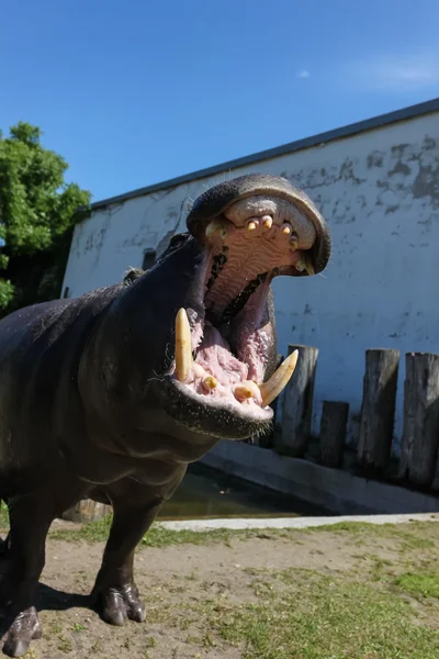 Hipopótamo mostrando mandíbula enorme, dientes — Foto de Stock