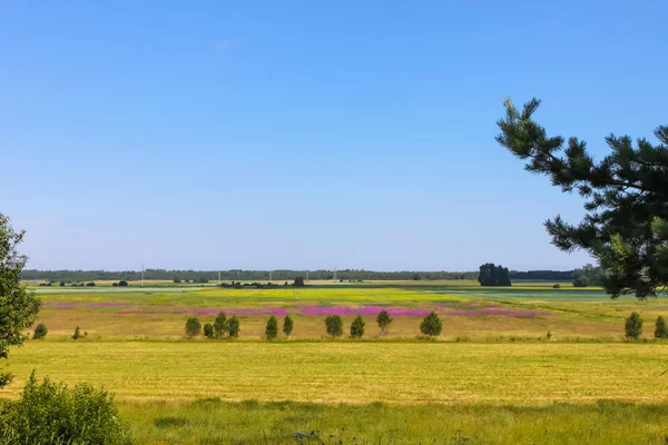 Countryside landscape with meadow and woods — Stock Photo, Image