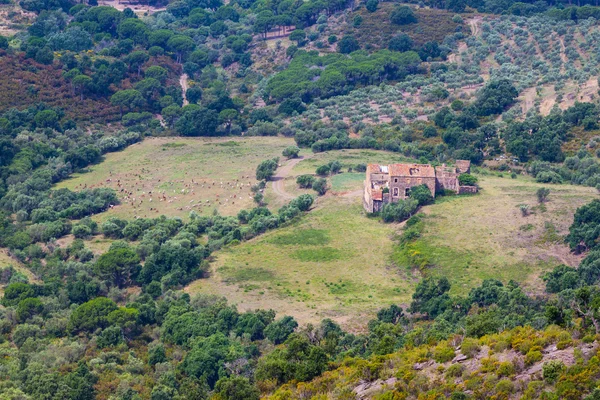 Rebanho de ovelhas no belo prado da montanha — Fotografia de Stock