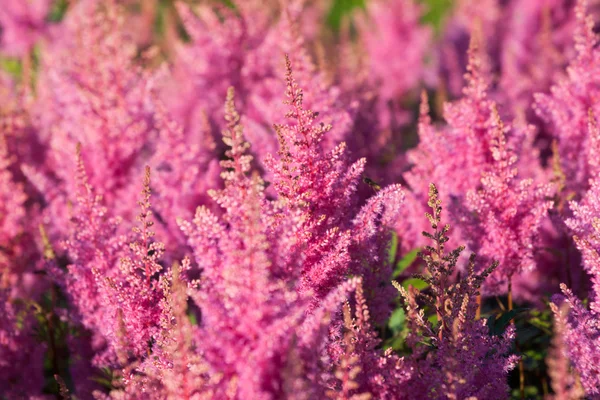 Pink Calluna vulgaris — стоковое фото