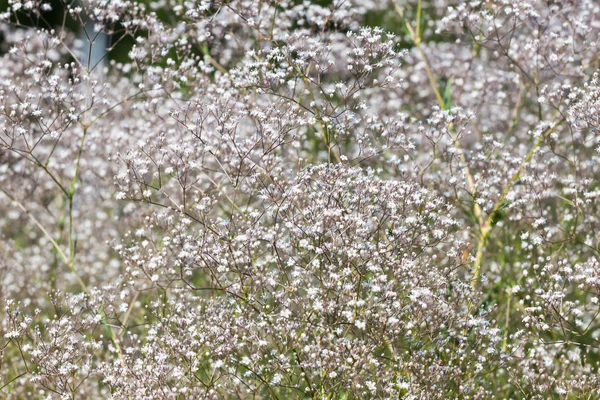 정원에서 피는 예쁜 하얀 꽃들 — 스톡 사진