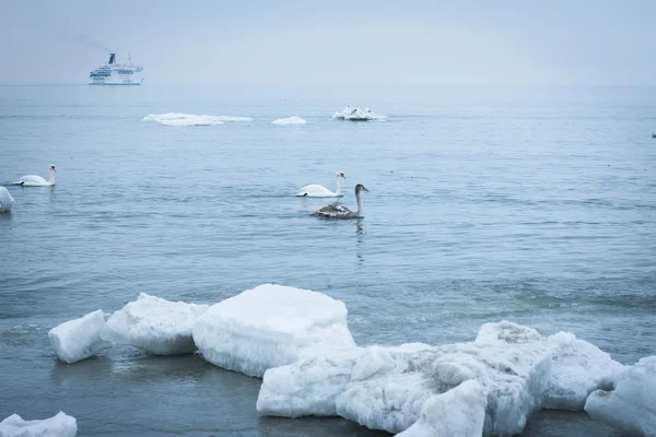 Labutě v zimě — Stock fotografie