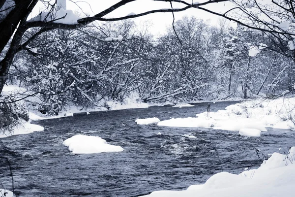 Winter forest river — Stockfoto