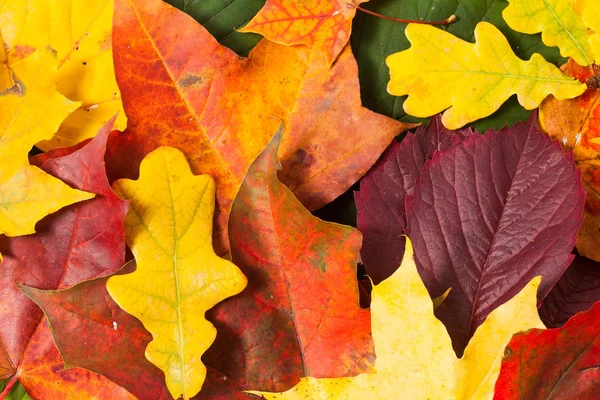 Beautiful autumn leaves wallpaper — Stock Photo, Image
