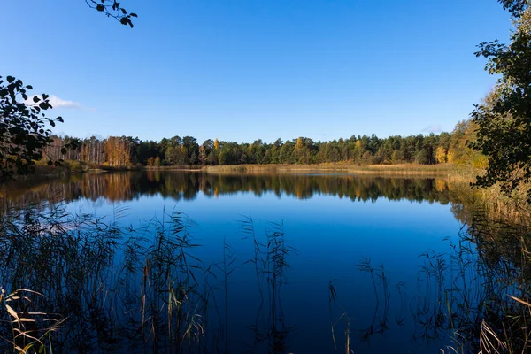 蓝色秋天池塘与黄色枫叶树上 — 图库照片