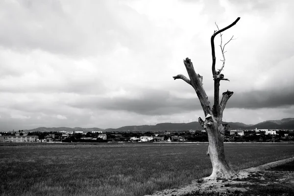 죽은 나무 — 스톡 사진