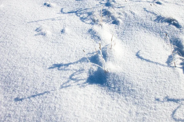 Het gras in de sneeuw — Stockfoto