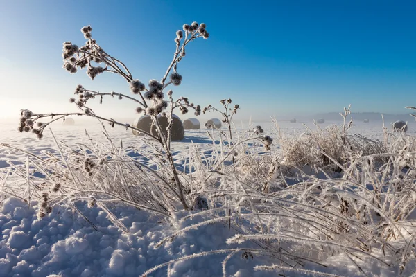 Snöiga höbalar — Stockfoto