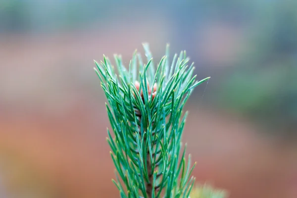 Grüne stachelige Zweige einer Kiefer — Stockfoto