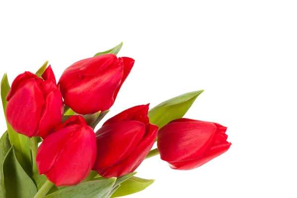 Rode tulpen geïsoleerd op witte achtergrond — Stockfoto