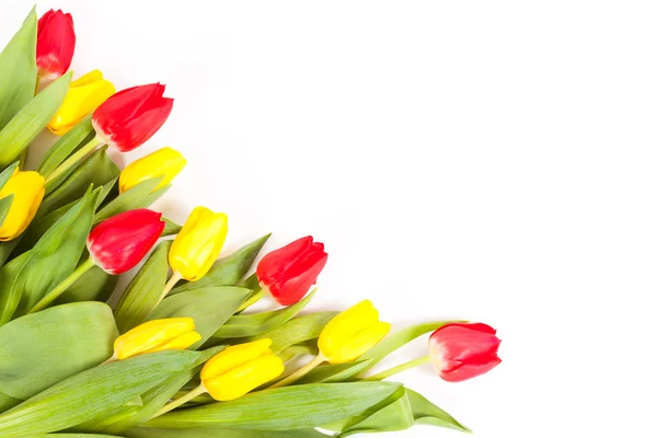 Fresh tulips isolated on white background — Stock Photo, Image