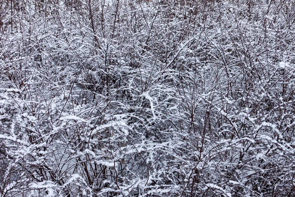 Buisson d'hiver congelé — Photo