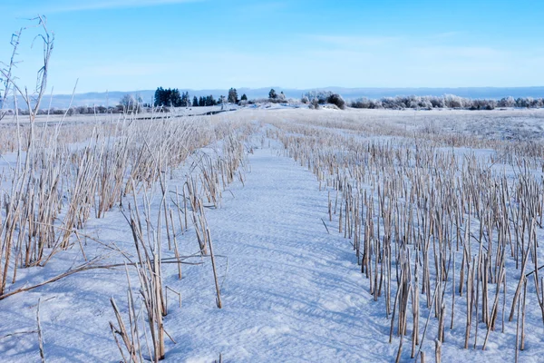 Pole kukurydzy zebranych pod śniegiem — Zdjęcie stockowe