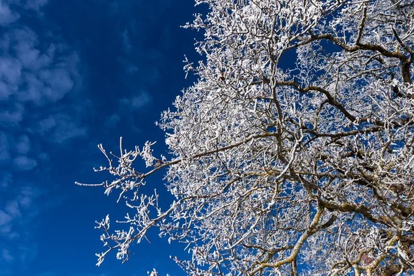 Detalhe da árvore de inverno — Fotografia de Stock