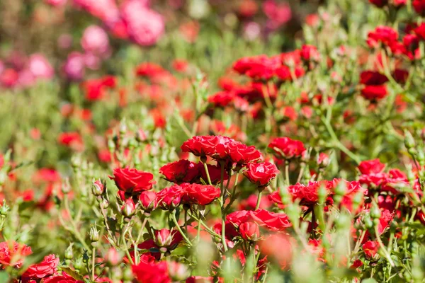 Park voller roter Rosen — Stockfoto