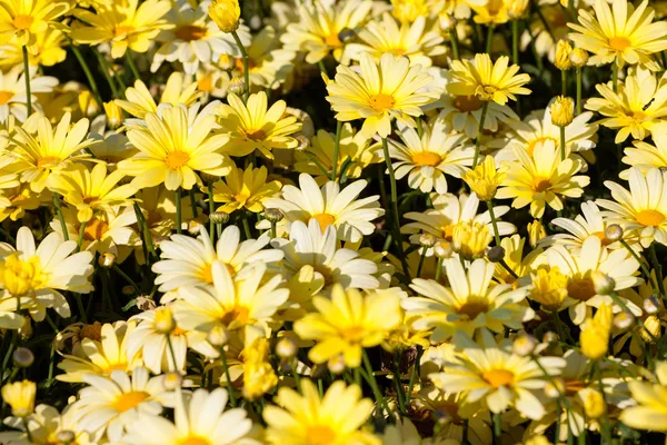 Gula prästkragar blomma bakgrund — Stockfoto