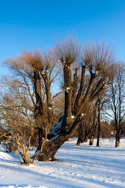 Зимние деревья — стоковое фото