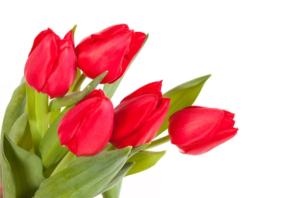 Rote Tulpen isoliert auf weißem Hintergrund — Stockfoto