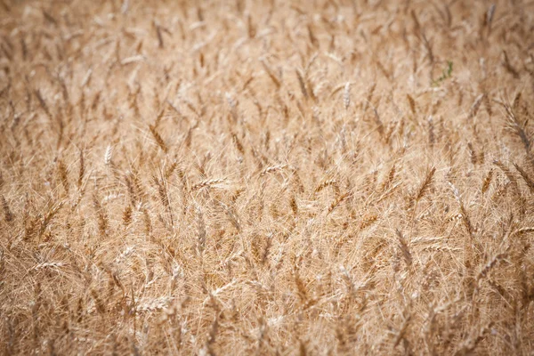 Zavřít pole s pšenicí — Stock fotografie