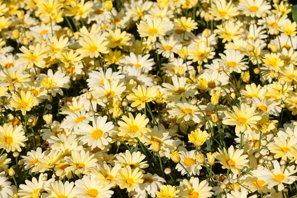 Yellow daisies flower background — Stok fotoğraf