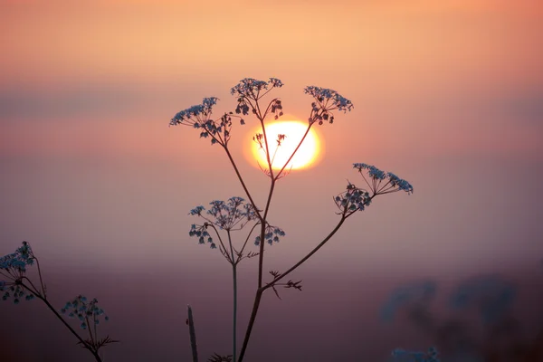 Feld aus Hirsegras bei Sonnenuntergang — Stockfoto