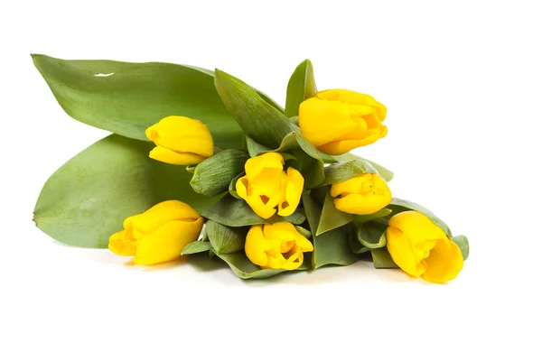 Bunch of fresh yellow tulips — Stock Photo, Image