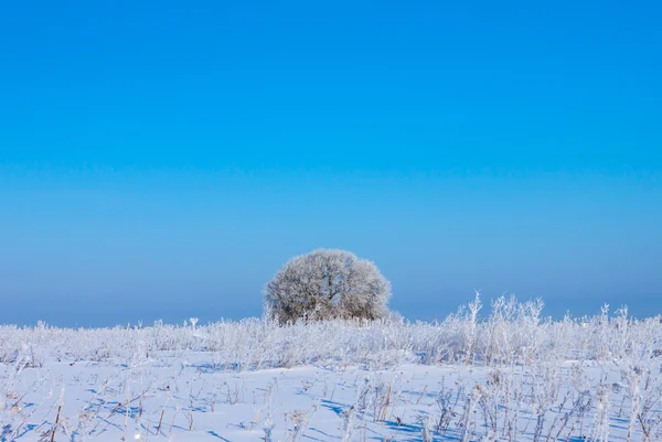 Winter tree in a field with blue sky — Stock Photo, Image